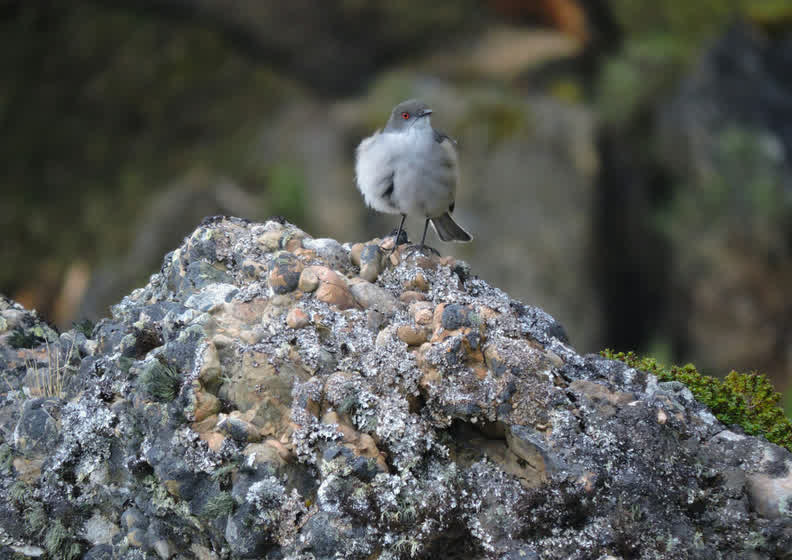 Un pájaro posado sobre la roca cubierta de líquenes